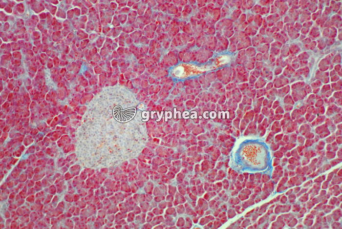 Pancréas vue d'ensemble x40 - gryphea.org